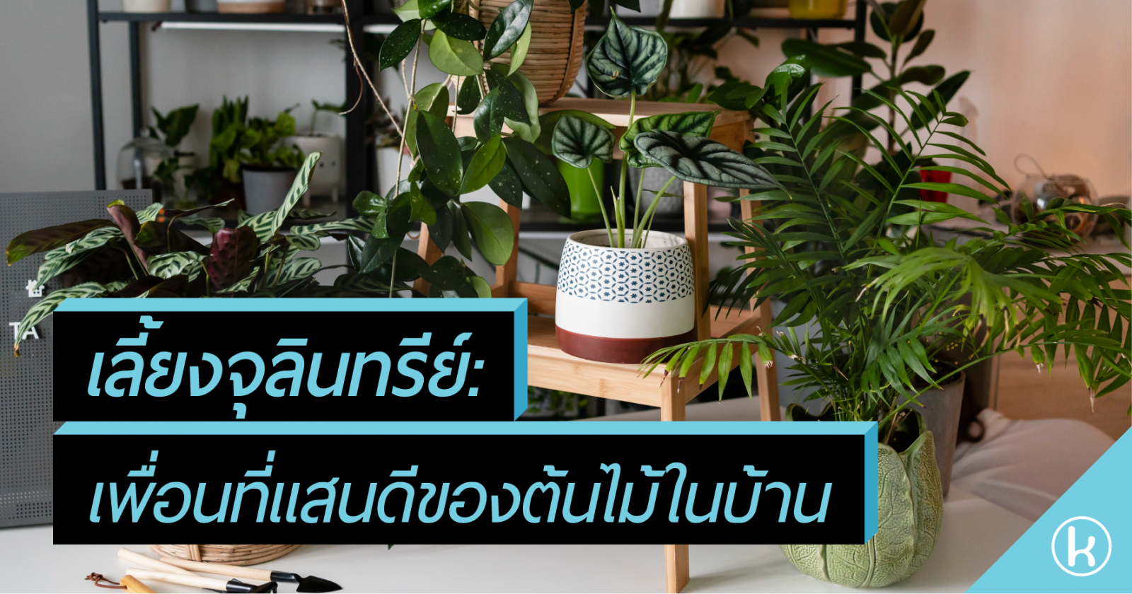 เลี้ยงจุลินทรีย์: เพื่อนที่แสนดีของต้นไม้ในบ้าน เลี้ยงจุลินทรีย์: เพื่อนที่แสนดีของต้นไม้ในบ้าน