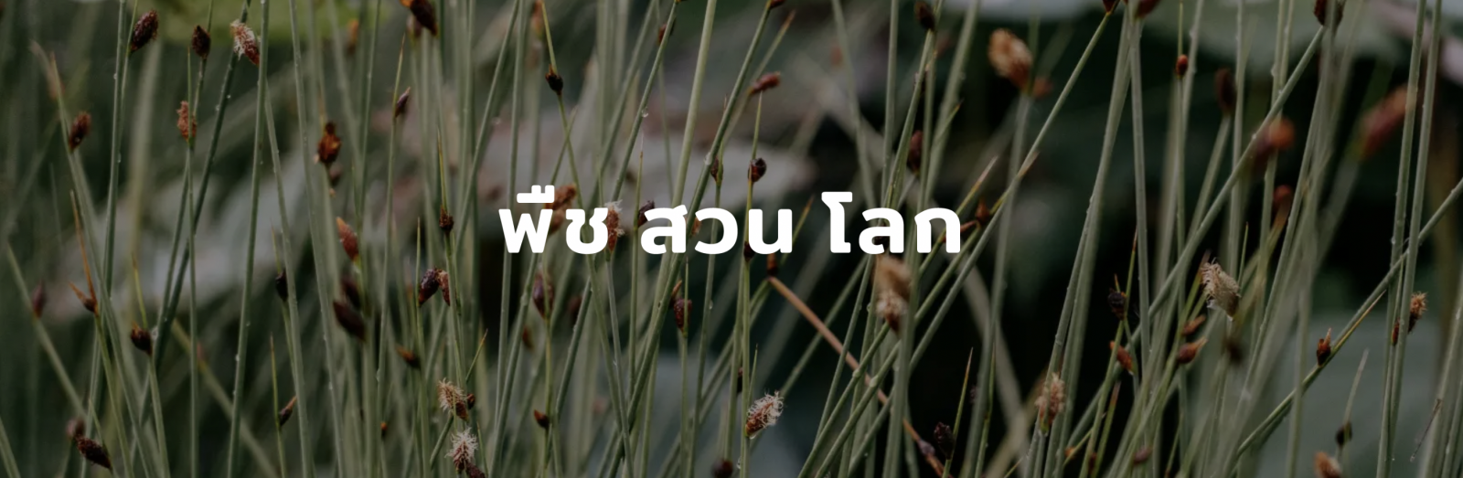 Earth Appreciation 06 : พืช สวน โลก Earth Appreciation 06 : พืช สวน โลก