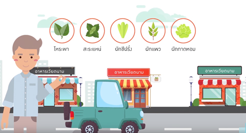 ปลูกผักส่งร้านอาหารเวียดนาม